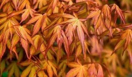 枫丹植物爆料最新消息新闻,神秘植物家族即将亮相，生态画卷再添新彩